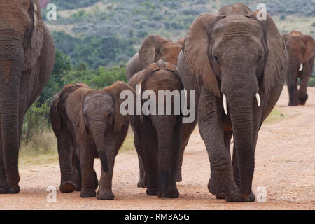 Bush africano Elefante africano (Loxodonta africana), allevamento di vitelli, a camminare su una strada sterrata, Addo Elephant National Park, Capo orientale, Sud Africa e Africa Foto Stock