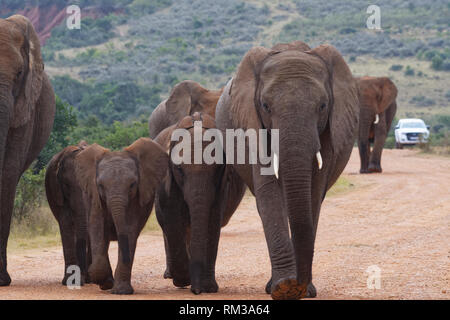 Bush africano Elefante africano (Loxodonta africana), allevamento di vitelli, a camminare su una strada sterrata, un turista auto sul retro, Addo NP, Sud Africa Foto Stock
