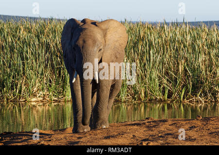 Bush africano Elefante africano (Loxodonta africana), giovane maschio, a piedi da un waterhole, Addo Elephant National Park, Capo orientale, Sud Africa e Africa Foto Stock