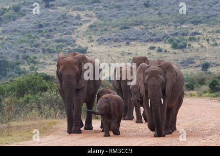 Bush africano Elefante africano (Loxodonta africana), allevamento di vitelli, a camminare su una strada sterrata, Addo Elephant National Park, Capo orientale, Sud Africa e Africa Foto Stock