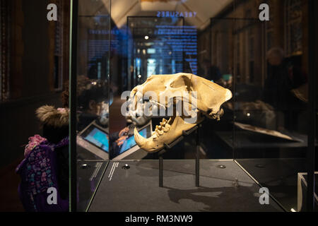 Barberia lion cranio, nel Museo di Storia Naturale di Londra, Regno Unito Foto Stock