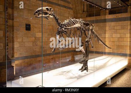 Un fossile di dinosauro scheletro nel Museo di Storia Naturale di Londra, Regno Unito Foto Stock