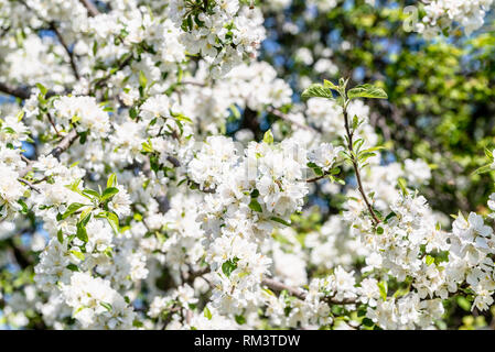 Fioritura rami apple, blossom sfondo con fiori di colore bianco fiorito albero, full frame Foto Stock