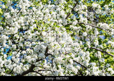 Fioritura rami apple, blossom sfondo con fiori di colore bianco fiorito albero, full frame Foto Stock