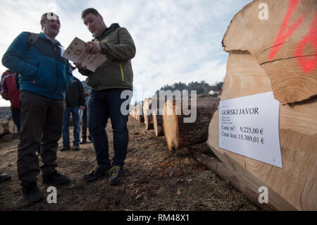 Slovenj Gradec, Slovenia. Xiii Febbraio, 2019. Persone stanno guardando il legname logs visualizzati durante l'asta. Più di 3700 di alta qualità dei registri di legno vengono visualizzati per un'asta nella piccola città slovena. Asta è mantenuta per 13 anni diritti in questa piccola città. Le offerte sono provenienti da tutto il mondo. Quest'anno la maggior parte di loro è venuto dalla Cina. Credito: Milos Vujinovic SOPA/images/ZUMA filo/Alamy Live News Foto Stock