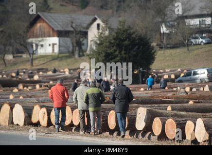 Slovenj Gradec, Slovenia. Xiii Febbraio, 2019. Le persone sono considerate a piedi da legname logs visualizzati durante l'asta. Più di 3700 di alta qualità dei registri di legno vengono visualizzati per un'asta nella piccola città slovena. Asta è mantenuta per 13 anni diritti in questa piccola città. Le offerte sono provenienti da tutto il mondo. Quest'anno la maggior parte di loro è venuto dalla Cina. Credito: Milos Vujinovic SOPA/images/ZUMA filo/Alamy Live News Foto Stock