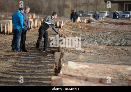 Slovenj Gradec, Slovenia. Xiii Febbraio, 2019. Persone stanno guardando il legname logs visualizzati durante l'asta. Più di 3700 di alta qualità dei registri di legno vengono visualizzati per un'asta nella piccola città slovena. Asta è mantenuta per 13 anni diritti in questa piccola città. Le offerte sono provenienti da tutto il mondo. Quest'anno la maggior parte di loro è venuto dalla Cina. Credito: Milos Vujinovic SOPA/images/ZUMA filo/Alamy Live News Foto Stock