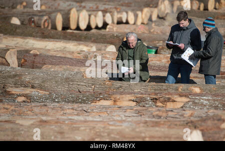 Slovenj Gradec, Slovenia. Xiii Febbraio, 2019. Persone stanno guardando il legname logs visualizzati durante l'asta. Più di 3700 di alta qualità dei registri di legno vengono visualizzati per un'asta nella piccola città slovena. Asta è mantenuta per 13 anni diritti in questa piccola città. Le offerte sono provenienti da tutto il mondo. Quest'anno la maggior parte di loro è venuto dalla Cina. Credito: Milos Vujinovic SOPA/images/ZUMA filo/Alamy Live News Foto Stock