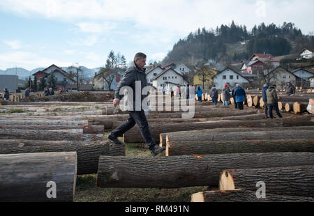 Slovenj Gradec, Slovenia. Xiii Febbraio, 2019. Un uomo visto a piedi da legname logs visualizzati durante l asta.Oltre 3700 legname pregiato logs vengono visualizzati per un'asta nella piccola città slovena. Asta è mantenuta per 13 anni diritti in questa piccola città. Le offerte sono provenienti da tutto il mondo. Quest'anno la maggior parte di loro è venuto dalla Cina. Credito: Milos Vujinovic SOPA/images/ZUMA filo/Alamy Live News Foto Stock