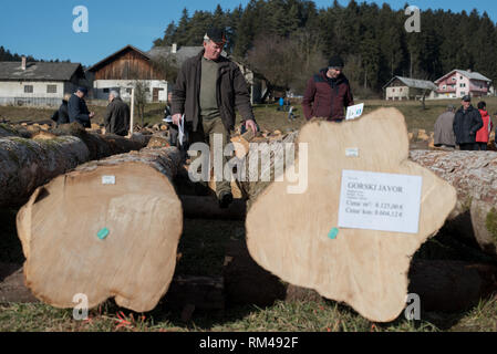 Slovenj Gradec, Slovenia. Xiii Febbraio, 2019. Persone stanno guardando il legname logs visualizzati durante l'asta. Più di 3700 di alta qualità dei registri di legno vengono visualizzati per un'asta nella piccola città slovena. Asta è mantenuta per 13 anni diritti in questa piccola città. Le offerte sono provenienti da tutto il mondo. Quest'anno la maggior parte di loro è venuto dalla Cina. Credito: Milos Vujinovic SOPA/images/ZUMA filo/Alamy Live News Foto Stock