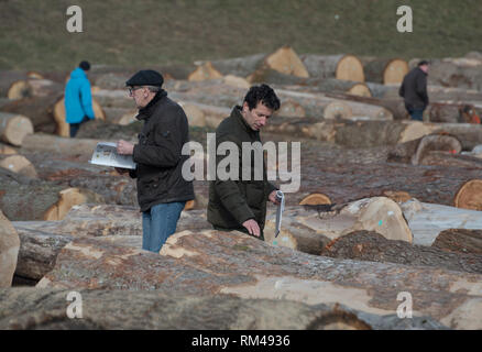 Slovenj Gradec, Slovenia. Xiii Febbraio, 2019. Persone stanno guardando il legname logs visualizzati durante l'asta. Più di 3700 di alta qualità dei registri di legno vengono visualizzati per un'asta nella piccola città slovena. Asta è mantenuta per 13 anni diritti in questa piccola città. Le offerte sono provenienti da tutto il mondo. Quest'anno la maggior parte di loro è venuto dalla Cina. Credito: Milos Vujinovic SOPA/images/ZUMA filo/Alamy Live News Foto Stock