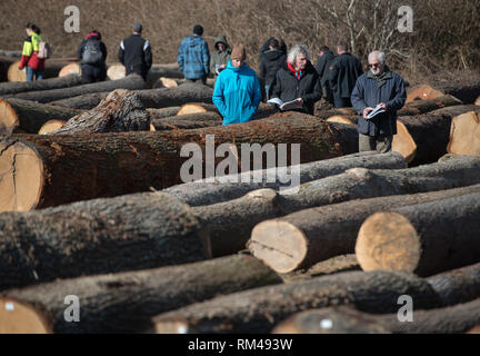 Slovenj Gradec, Slovenia. Xiii Febbraio, 2019. Persone stanno guardando il legname logs visualizzati durante l'asta. Più di 3700 di alta qualità dei registri di legno vengono visualizzati per un'asta nella piccola città slovena. Asta è mantenuta per 13 anni diritti in questa piccola città. Le offerte sono provenienti da tutto il mondo. Quest'anno la maggior parte di loro è venuto dalla Cina. Credito: Milos Vujinovic SOPA/images/ZUMA filo/Alamy Live News Foto Stock