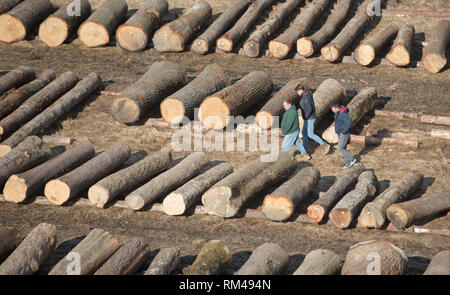 Slovenj Gradec, Slovenia. Xiii Febbraio, 2019. Le persone sono considerate a piedi da legname logs visualizzati durante l'asta. Più di 3700 di alta qualità dei registri di legno vengono visualizzati per un'asta nella piccola città slovena. Asta è mantenuta per 13 anni diritti in questa piccola città. Le offerte sono provenienti da tutto il mondo. Quest'anno la maggior parte di loro è venuto dalla Cina. Credito: Milos Vujinovic SOPA/images/ZUMA filo/Alamy Live News Foto Stock