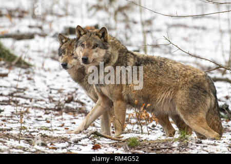 Due il lupo (Canis lupus) in inverno la foresta, Neuhaus, Bassa Sassonia, Germania Foto Stock