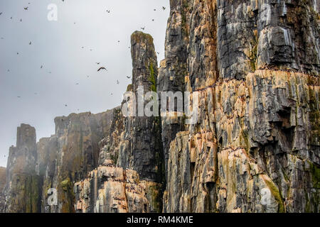 Alkefjellet è una scogliera in Lomfjordhalvøya in Ny-Friesland a Spitsbergen, Svalbard, Norvegia. Alkefjellet è un uccello scogliera rivolto verso lo stretto di Hinlopen Foto Stock