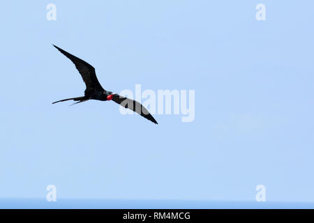 Lesser frigatebird (Fregata ariel) in volo contro il cielo blu su aride, Isola, Seicelle nel mese di ottobre Foto Stock