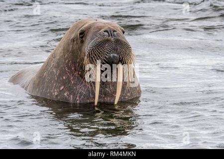 Atlantic tricheco (Odobenus rosmarus rosmarus). Questo grande gregaria rispetto del sigillo ha zanne che può raggiungere un metro di lunghezza. Sia il maschio (B Foto Stock