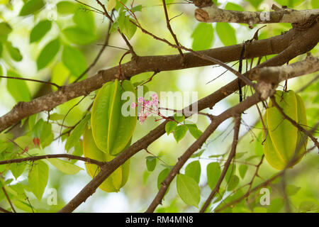 Star Fruit (Averrhoa carambola) maturazione su una carambola tree. Questo impianto è nativo di Indonesia, India e Sri Lanka e si trova in tutto il sud-est Foto Stock