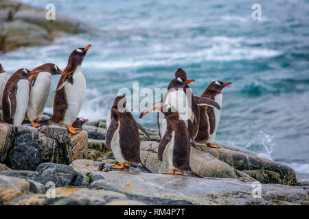 I pinguini di Gentoo (Pygoscelis papua). I pinguini Gentoo crescere a lunghezze di 70 centimetri e vive in grandi colonie sulle isole antartiche. Si nutrono di pl Foto Stock