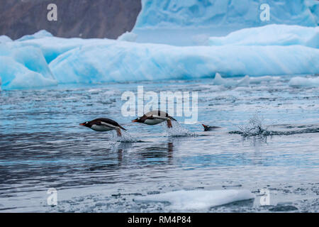 I pinguini di Gentoo (Pygoscelis papua). I pinguini Gentoo crescere a lunghezze di 70 centimetri e vive in grandi colonie sulle isole antartiche. Si nutrono di pl Foto Stock