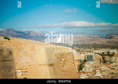 Seagull guarda la città di Alicante dalla parete del castello di Santa Barbara Foto Stock