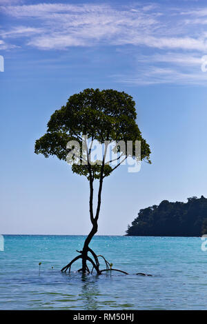 Mangrovie fiorire lungo la riva di MU KO SURIN ISLAND - MU KO SURIN NATIONAL PARK, Thailandia Foto Stock