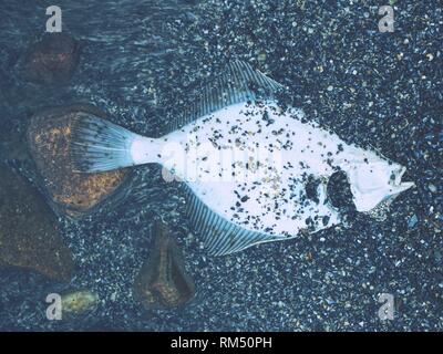 Morto o la passera di mare Pleuronettiformi è disteso nella sabbia sul Mar Baltico Foto Stock