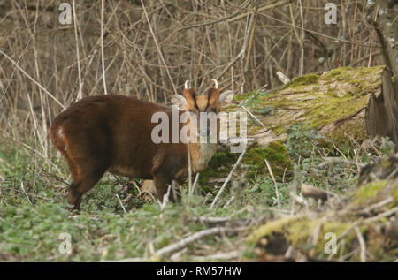 Una splendida Stag Cervo Muntjac, Muntiacus reevesi, alimentando al bordo del bosco. Foto Stock