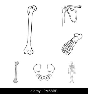 Femore,piedi,hip,apparato muscoloscheletrico,rotto,bacino,caviglia,ossuto,congiunto,scientific,tibia,l'avampiede,chirurgia,,scheletrico frattura della gamba,,dito,fibula,sano,sistema,flatfoot,l'allineamento,corpo,dolore,movimento,calcio,cranio,driftwood,pregiudizio,medicina clinica,,biology,medical,osso,skeleton,anatomia umana,,organi,impostare,vettore,icona,immagine,isolato,raccolta,design,l'elemento,graphic,segno,contorno,linea vettori vettore , Illustrazione Vettoriale