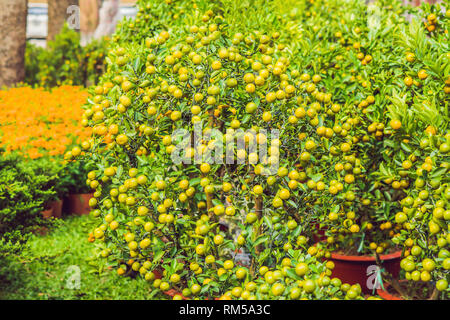 Close up arancione brillante agrumi su un Kumquat albero in onore del Vietnamita anno nuovo. Il nuovo anno lunare il mercato dei fiori. Anno Nuovo Cinese. Tet Foto Stock