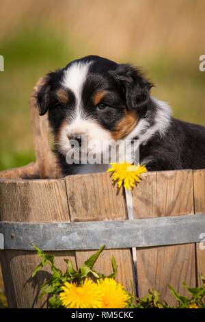 Australian Shepherd Puppy in vasca in legno Foto Stock