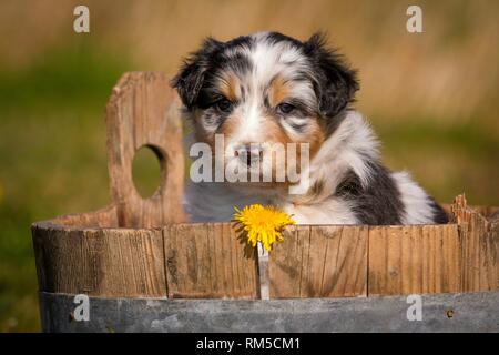 Australian Shepherd Puppy in vasca in legno Foto Stock