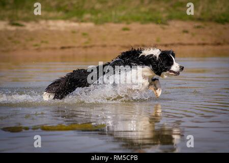 Esecuzione di Border Collie Foto Stock