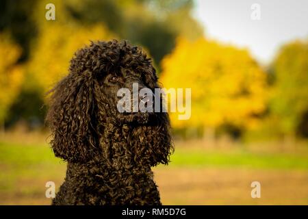 Pudel gigante ritratto Foto Stock