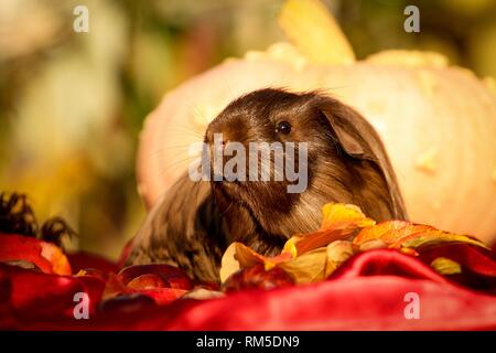 La cavia nel fogliame di autunno Foto Stock