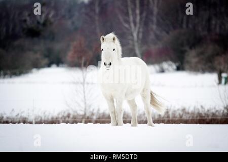 Cavalli islandesi nella neve Foto Stock