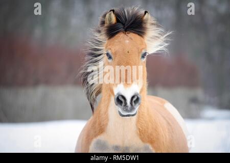 Fiordo norvegese cavallo nella neve Foto Stock