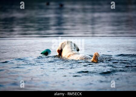 Nuoto Golden Retriever Foto Stock