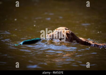 Nuoto Golden Retriever Foto Stock