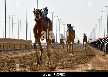 Cammelli in esecuzione in un cammello di Dubai Foto Stock