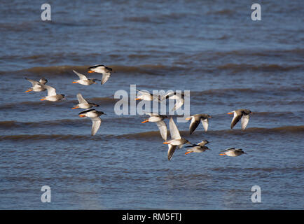 Un gregge di Redshank, Tringa totanus, volando sopra la baia di Morecambe, Lancashire, Regno Unito Foto Stock