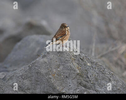 Twite, Carduelis flavirostris, appollaiato sulla roccia sulla parete del mare, la Knott fine, Morecambe Bay, Lancashire, Regno Unito Foto Stock