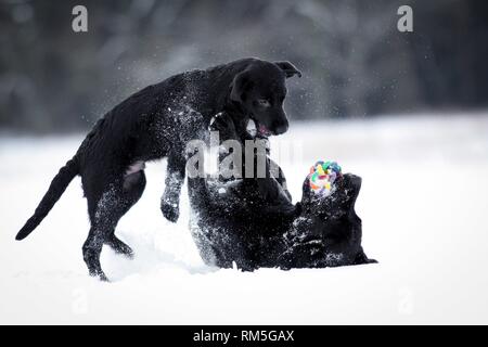 Giovani Labrador Retriever Foto Stock