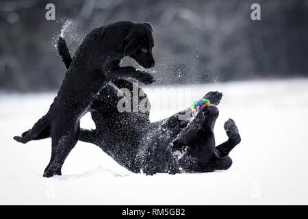 Giovani Labrador Retriever Foto Stock