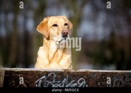 Il Labrador Retriever ritratto Foto Stock