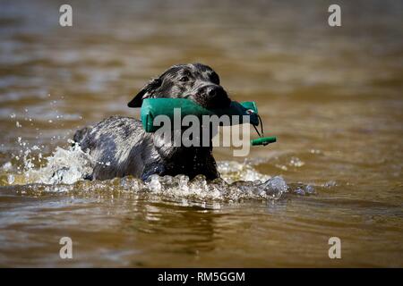 Nuoto Labrador Retriever Foto Stock