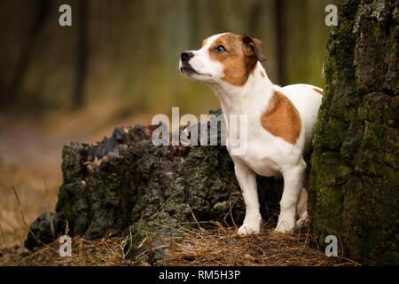 Jack-Russell permanente-Pug-Mongrel Foto Stock