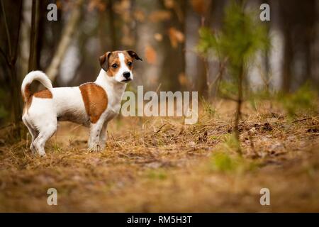 Jack-Russell permanente-Pug-Mongrel Foto Stock