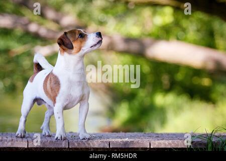 Jack-Russell permanente-Pug-Mongrel Foto Stock