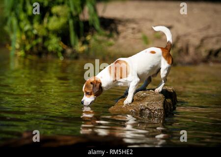 Jack-Russell permanente-Pug-Mongrel Foto Stock